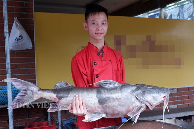 cá chiên,thủy quái,cá khủng