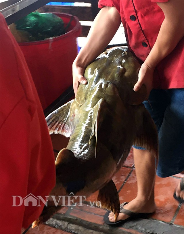 cá chiên,thủy quái,cá khủng