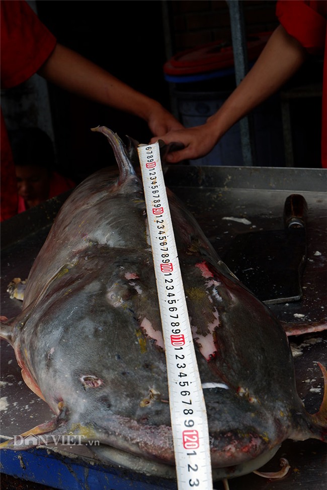 cá chiên,thủy quái,cá khủng