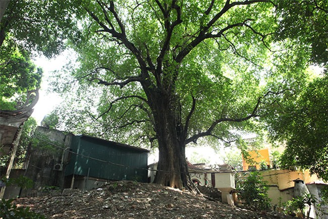 la ky cay thi nghin tuoi, chi co 1 qua moi mua o ha noi - 1