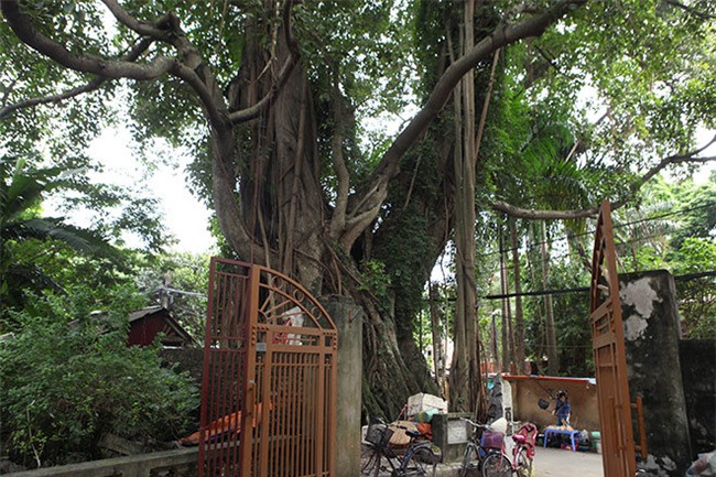 la ky cay thi nghin tuoi, chi co 1 qua moi mua o ha noi - 10