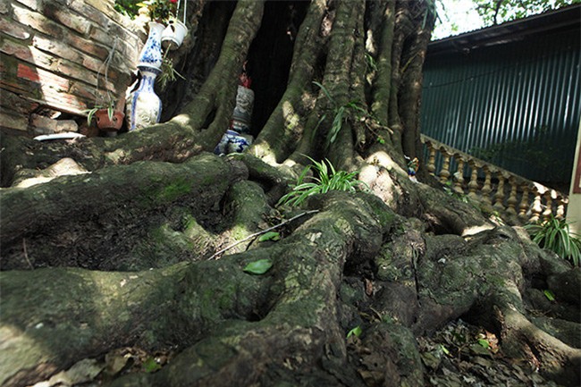 la ky cay thi nghin tuoi, chi co 1 qua moi mua o ha noi - 2