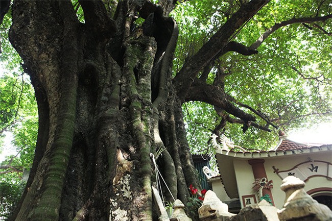 la ky cay thi nghin tuoi, chi co 1 qua moi mua o ha noi - 3