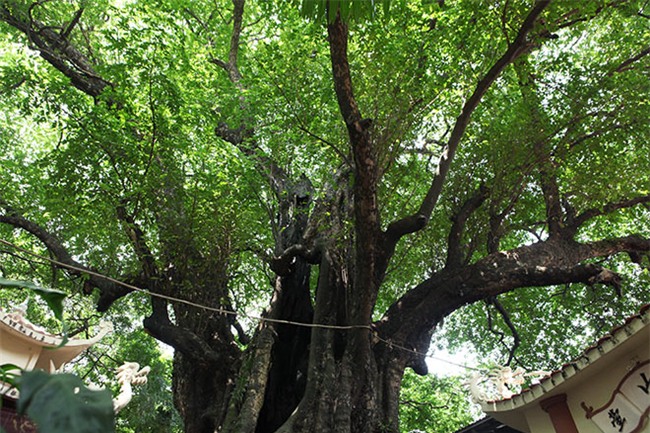 la ky cay thi nghin tuoi, chi co 1 qua moi mua o ha noi - 4