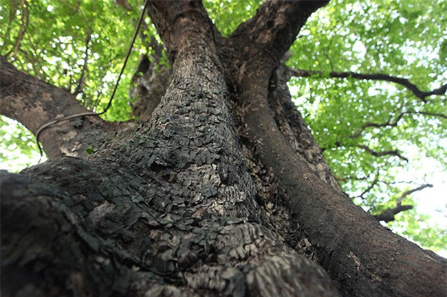 la ky cay thi nghin tuoi, chi co 1 qua moi mua o ha noi - 5