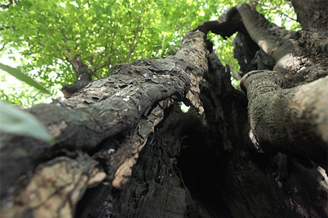 la ky cay thi nghin tuoi, chi co 1 qua moi mua o ha noi - 6