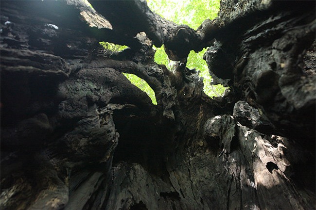 la ky cay thi nghin tuoi, chi co 1 qua moi mua o ha noi - 7