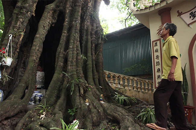 la ky cay thi nghin tuoi, chi co 1 qua moi mua o ha noi - 8