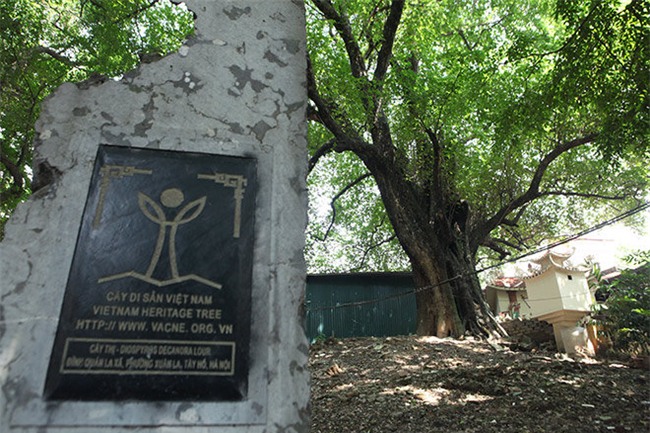 la ky cay thi nghin tuoi, chi co 1 qua moi mua o ha noi - 9