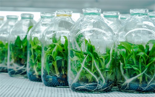 lam giau tu nong nghiep: 8x du hoc o my, ve que lam…giong cay mo hinh anh 3