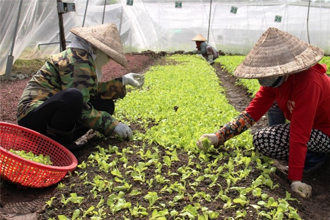 tieu thu 8x dat sai thanh trong rau huu co duoc my chung nhan hinh anh 1