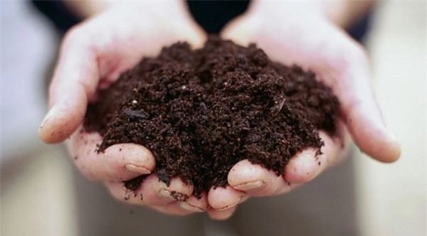 la doi cach trong ca chua "thai mieng" chi mat vai phut, sau duoc ca vuon ca chua sai triu - 2