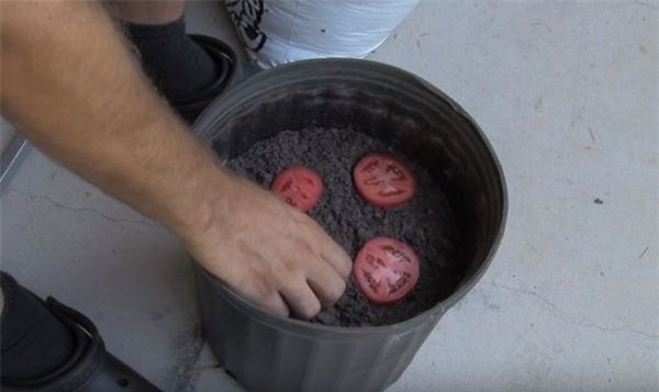 la doi cach trong ca chua "thai mieng" chi mat vai phut, sau duoc ca vuon ca chua sai triu - 5