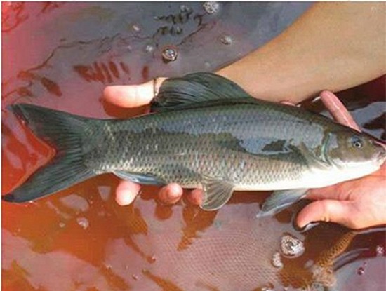 cá tiến vua,đặc sản tiến vua,đặc sản nhà giàu