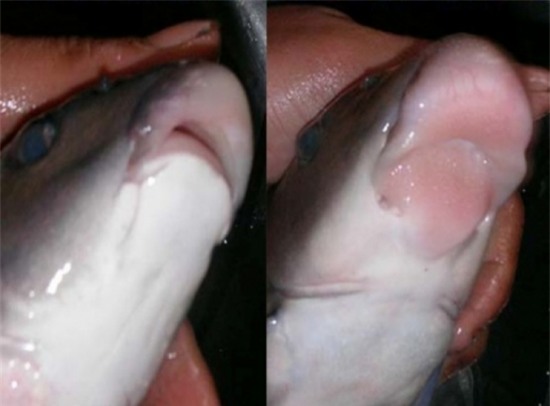 cá tiến vua,đặc sản tiến vua,đặc sản nhà giàu