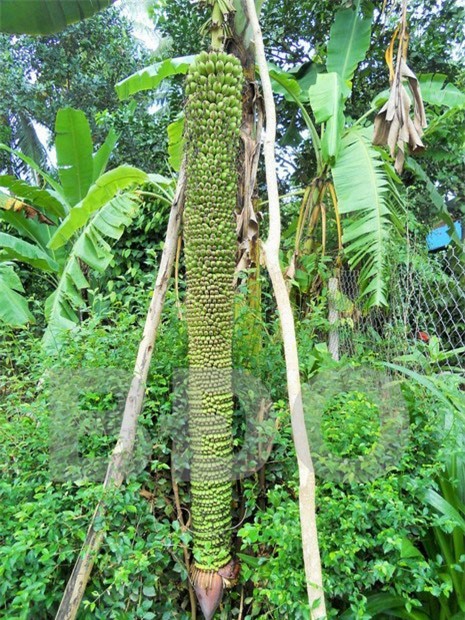 chuối,cây kỳ lạ