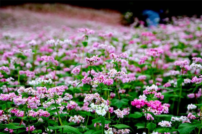 Loại hạt bán nhiều ở vùng cao này có tác dụng giảm cân chỉ trong 2 tuần, chuyên gia Đông y nhận định - Ảnh 3.