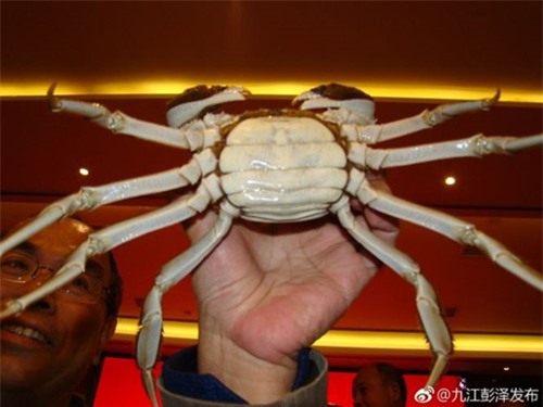 cua đồng,đặc sản nhà giàu,đặc sản tiến vua