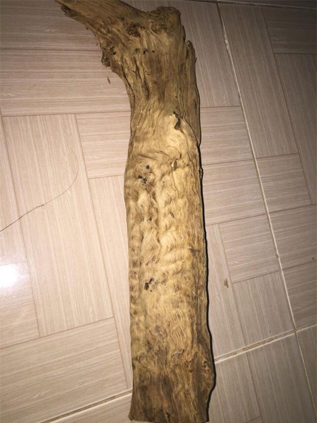 thủy tùng,cây cổ thụ,gỗ quý