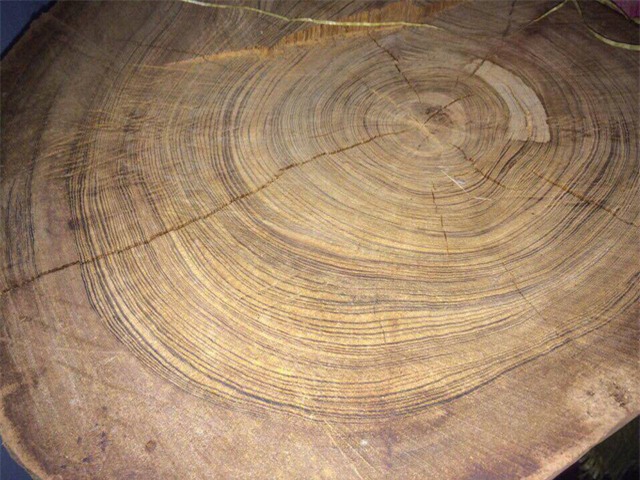 thủy tùng,cây cổ thụ,gỗ quý