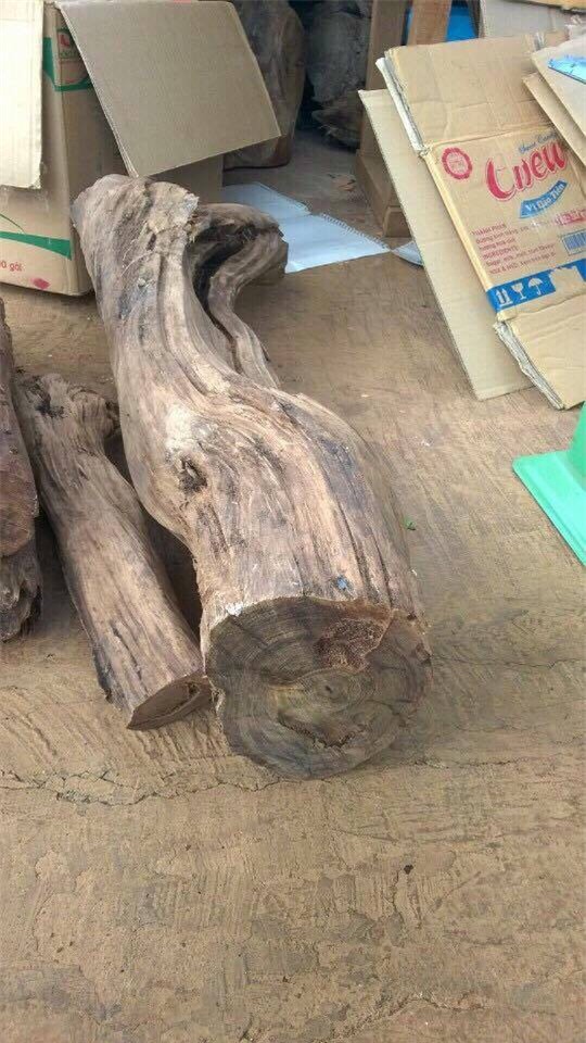 thủy tùng,cây cổ thụ,gỗ quý