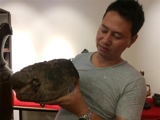 thủy tùng,cây cổ thụ,gỗ quý