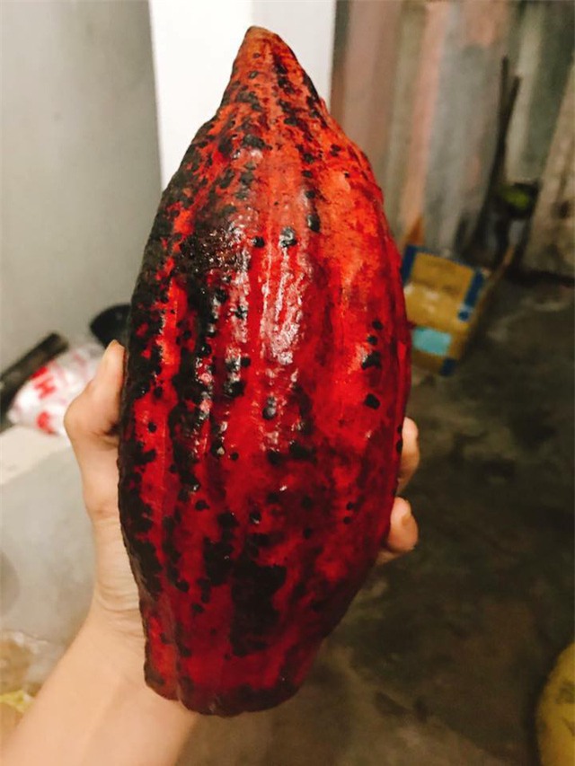 Quả ca cao tươi đang là sản phẩm khá hót trên thị trường