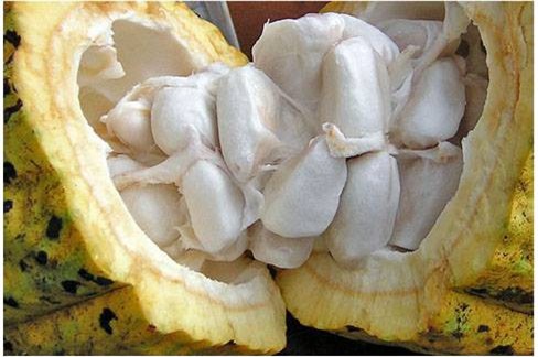 Giá loại quả này tương đối rẻ, chỉ khoảng 35-40 ngàn đồng/kg