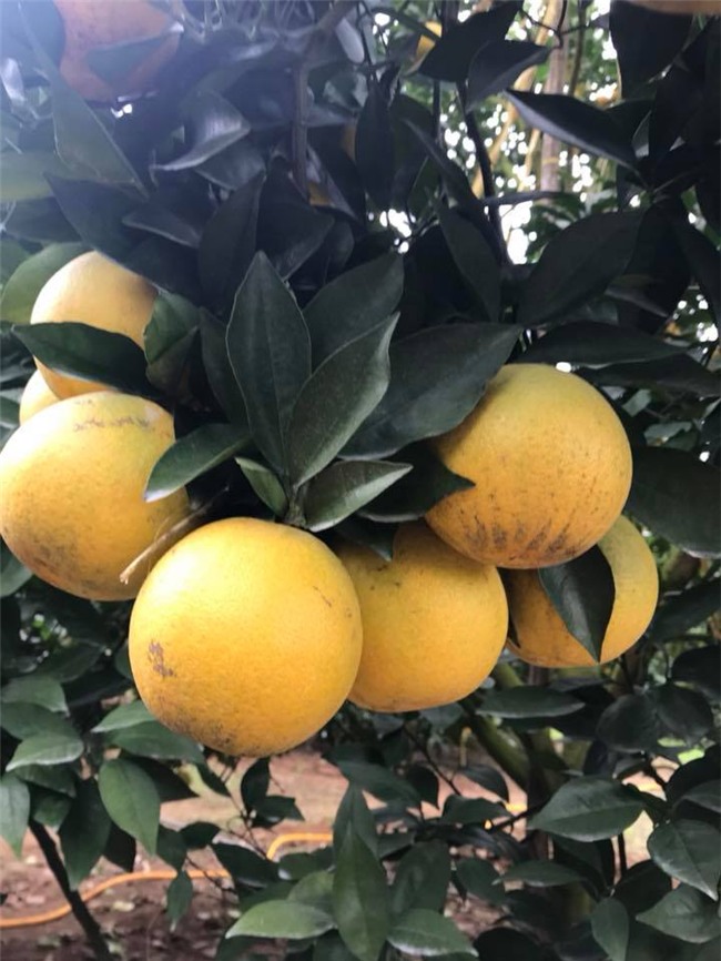 sieu doc: mot cay cam vinh 