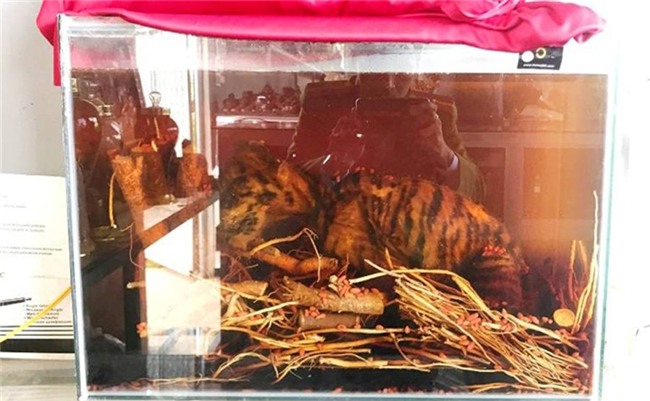 ngâm rượu,hổ,đại gia tẩm bổ