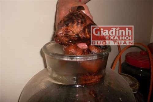 ngâm rượu,hổ,đại gia tẩm bổ