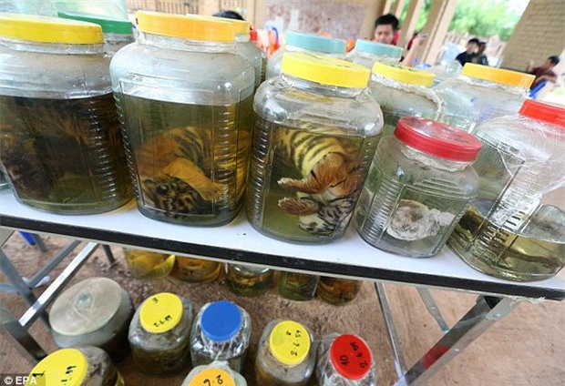 ngâm rượu,hổ,đại gia tẩm bổ