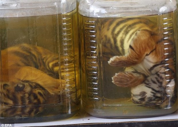 ngâm rượu,hổ,đại gia tẩm bổ