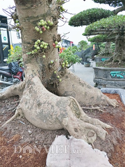 cây cảnh,cây cảnh tiền tỷ