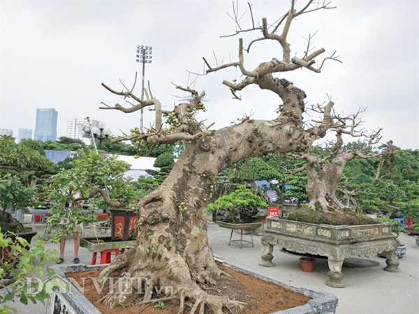 cây cảnh,cây cảnh tiền tỷ