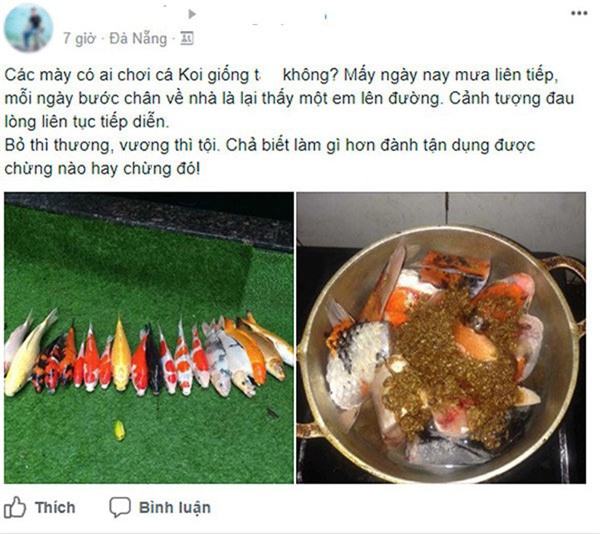 sau dot mua da nang, chang trai mang ca koi bac trieu di kho khien dan mang tranh cai - 1