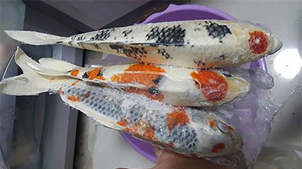 sau dot mua da nang, chang trai mang ca koi bac trieu di kho khien dan mang tranh cai - 6