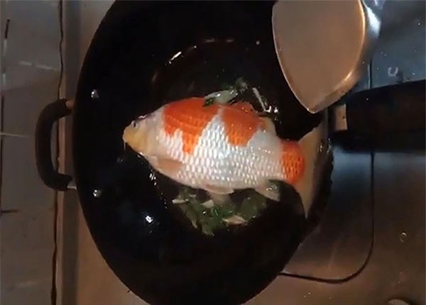 sau dot mua da nang, chang trai mang ca koi bac trieu di kho khien dan mang tranh cai - 7