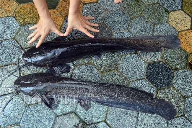 cá trê,cá khủng