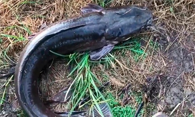 cá trê,cá khủng