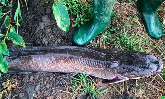 cá trê,cá khủng