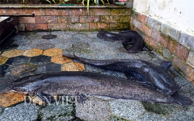 cá trê,cá khủng