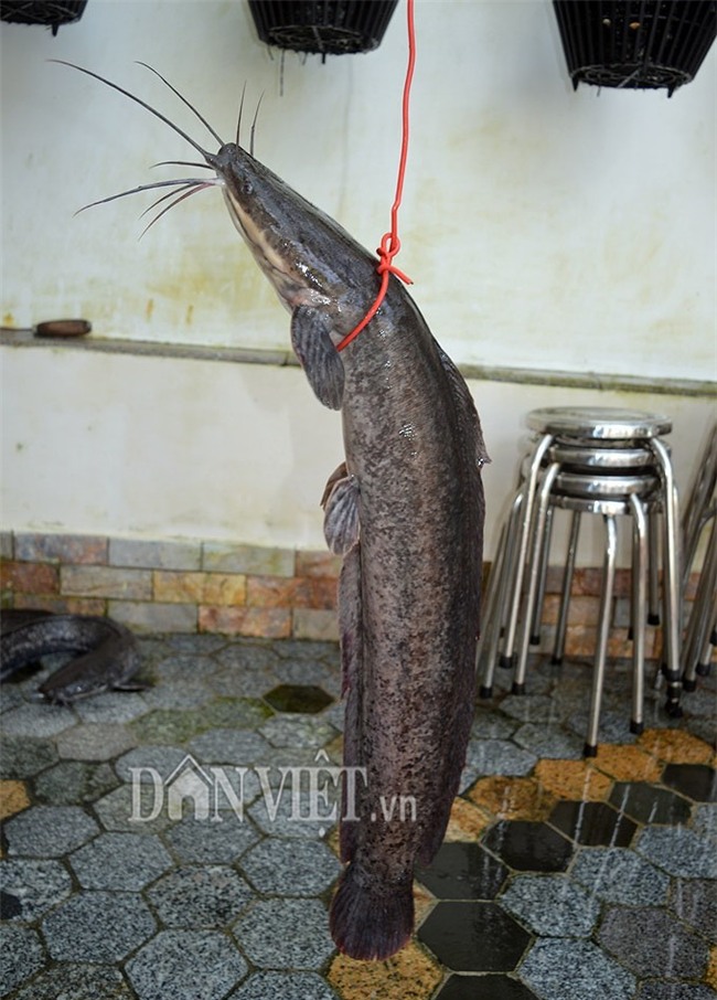 cá trê,cá khủng