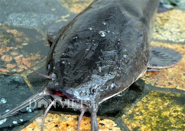 cá trê,cá khủng