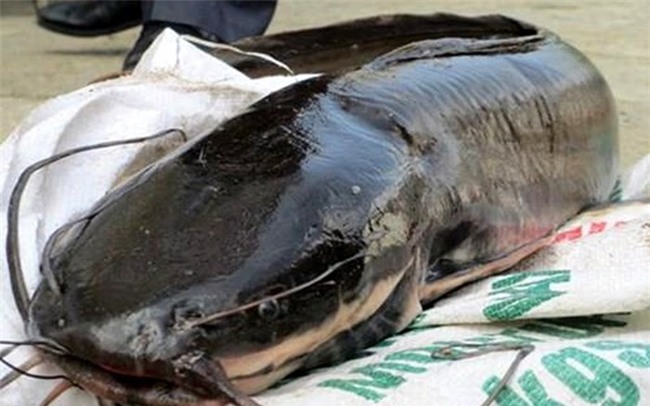 cá trê,cá khủng