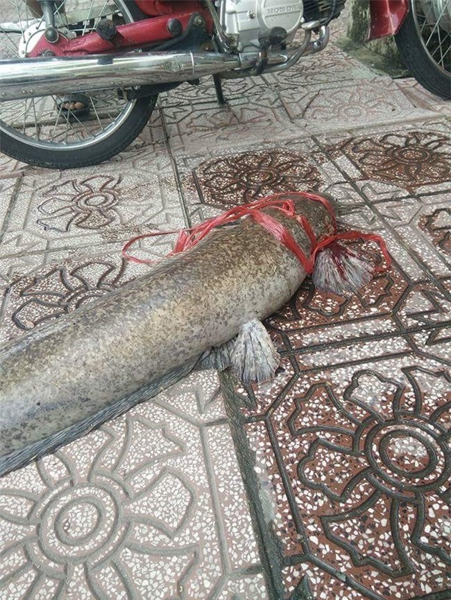 cá trê,cá khủng