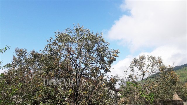 ve xu so hong khong hat co thu, nguoi dan thu 8 ty moi vu hinh anh 1