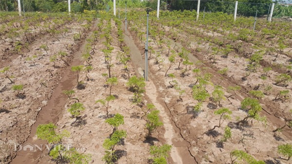 cam bang dai hoc ve que trong dinh lang, trai tre thu gan 1 ty/nam hinh anh 2