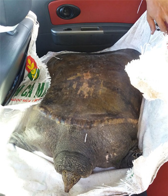 cua đinh,hải sản,thủy quái