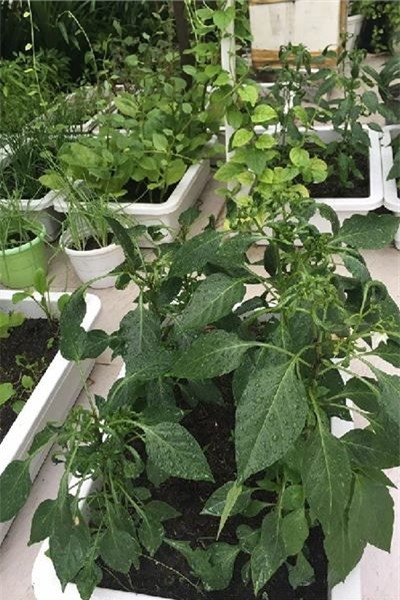 Khu vườn tuyệt đẹp toàn rau xanh trong biệt thự triệu đô của Thủy Tiên - Công Vinh - Tin sao Viet - Tin tuc sao Viet - Scandal sao Viet - Tin tuc cua Sao - Tin cua Sao